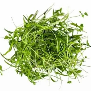 Новое открытие в мире микрозелени: фенхель!✨ | Сетка — социальная сеть от hh.ru