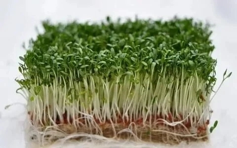 Новое открытие в мире микрозелени: фенхель!✨ | Сетка — социальная сеть от hh.ru