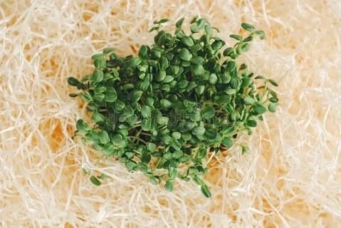 Новое открытие в мире микрозелени: фенхель!✨ | Сетка — социальная сеть от hh.ru