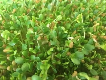 ☘️Микрозелень пажитника: Описание и польза ☘️ | Сетка — социальная сеть от hh.ru