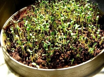 ☘️Микрозелень пажитника: Описание и польза ☘️ | Сетка — социальная сеть от hh.ru