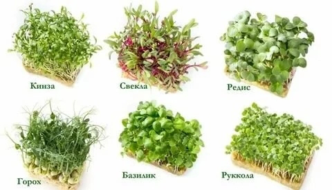 ☘️Микрозелень и профилактика заболеваний: | Сетка — социальная сеть от hh.ru