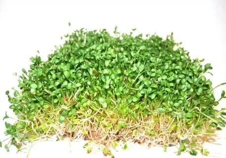 ☘️Микрозелень и профилактика заболеваний: | Сетка — социальная сеть от hh.ru