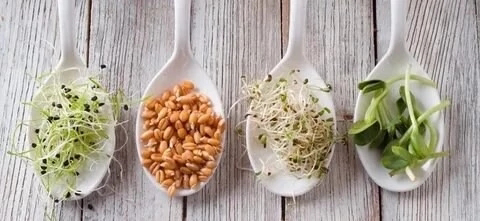 ☘️Микрозелень и профилактика заболеваний: | Сетка — социальная сеть от hh.ru