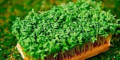 ☘️Микрозелень и профилактика заболеваний: | Сетка — социальная сеть от hh.ru