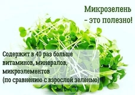 ☘️Микрозелень и профилактика заболеваний: | Сетка — социальная сеть от hh.ru