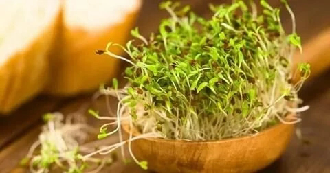 ☘️Микрозелень и профилактика заболеваний: | Сетка — социальная сеть от hh.ru