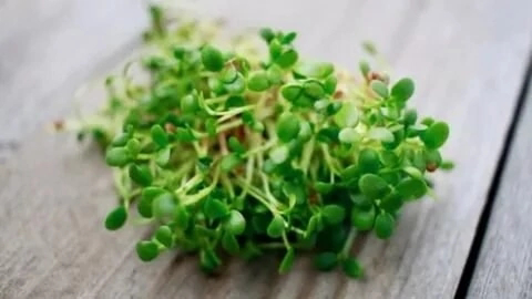 ☘️Микрозелень и профилактика заболеваний: | Сетка — социальная сеть от hh.ru