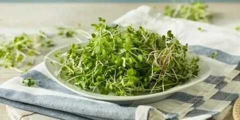 ☘️Микрозелень и профилактика заболеваний: | Сетка — социальная сеть от hh.ru