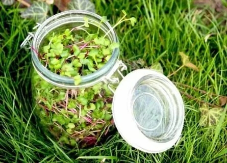 ☘️Микрозелень и профилактика заболеваний: | Сетка — социальная сеть от hh.ru