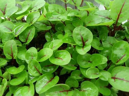 Микрозелень щавеля | Сетка — социальная сеть от hh.ru