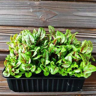 Микрозелень щавеля | Сетка — социальная сеть от hh.ru