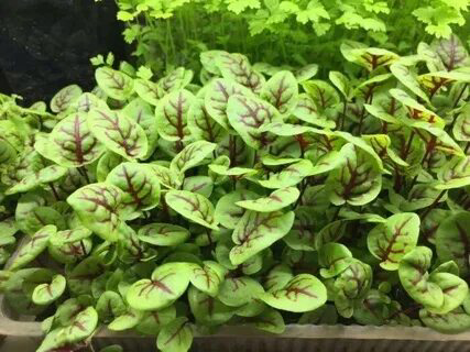 Микрозелень щавеля | Сетка — социальная сеть от hh.ru