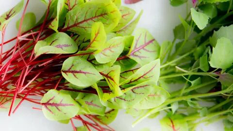 Микрозелень щавеля | Сетка — социальная сеть от hh.ru