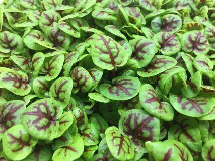 Микрозелень щавеля | Сетка — социальная сеть от hh.ru