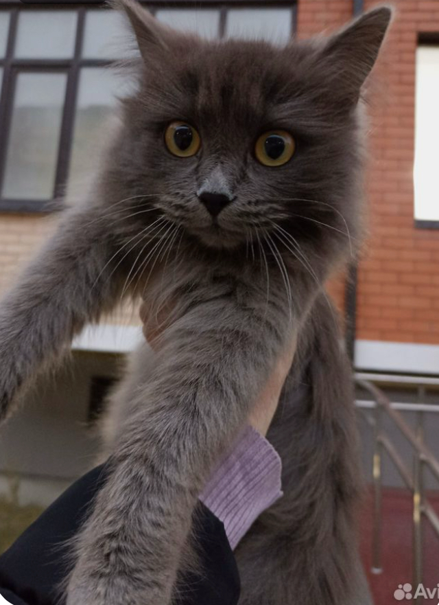 Котики | Сетка — социальная сеть от hh.ru