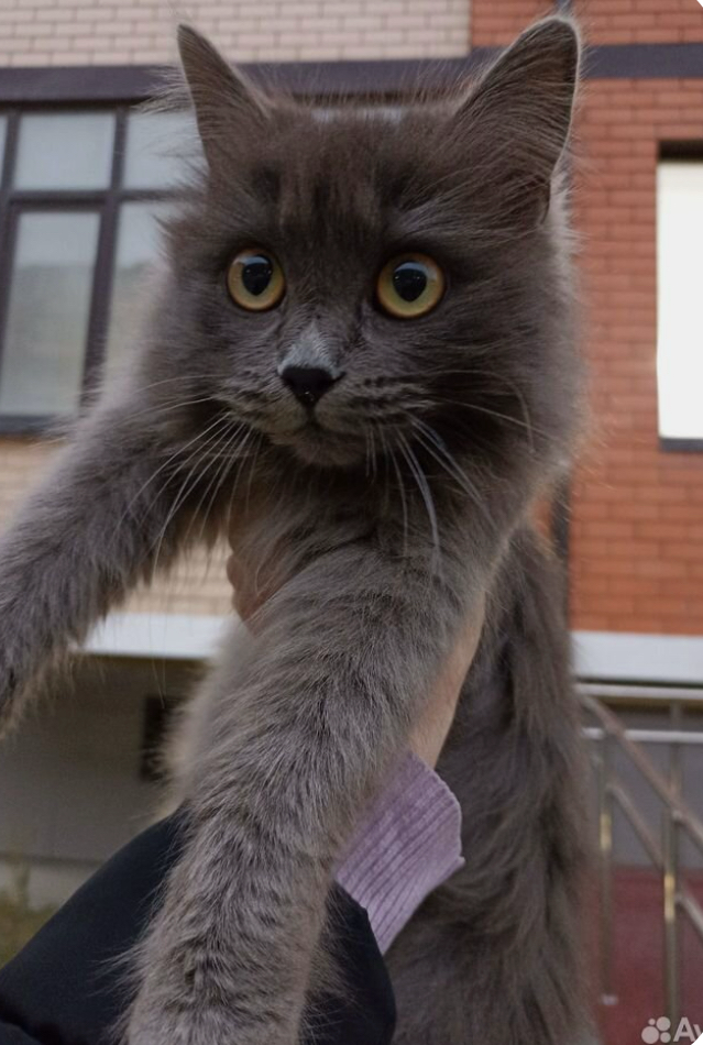 Котики | Сетка — социальная сеть от hh.ru