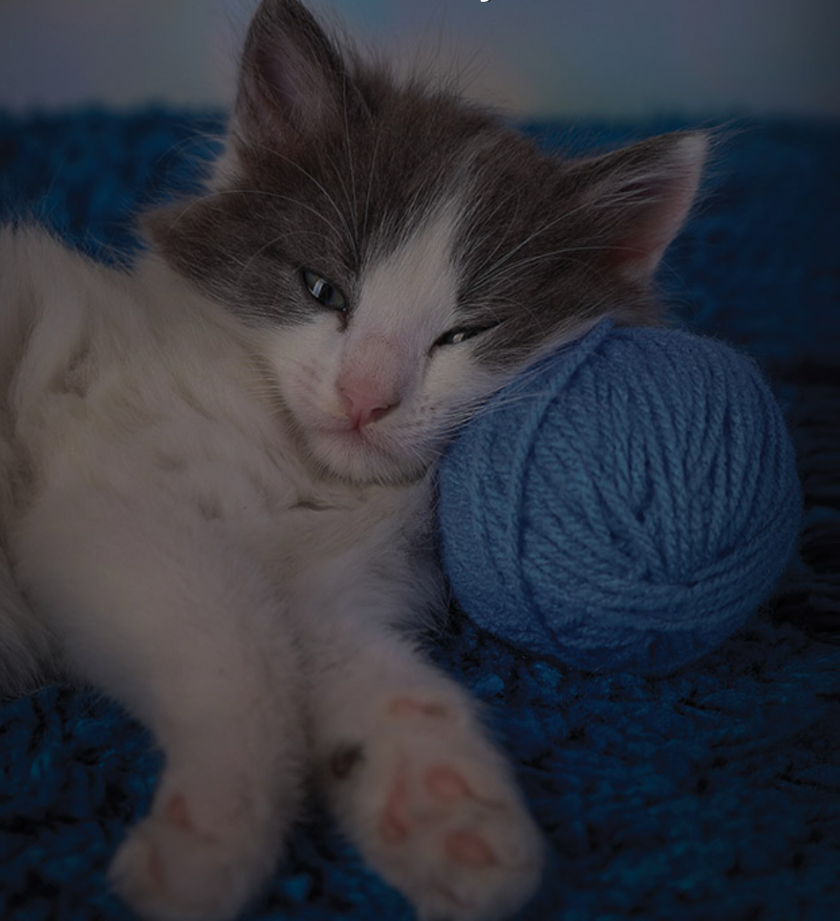 Ночные котики | Сетка — социальная сеть от hh.ru
