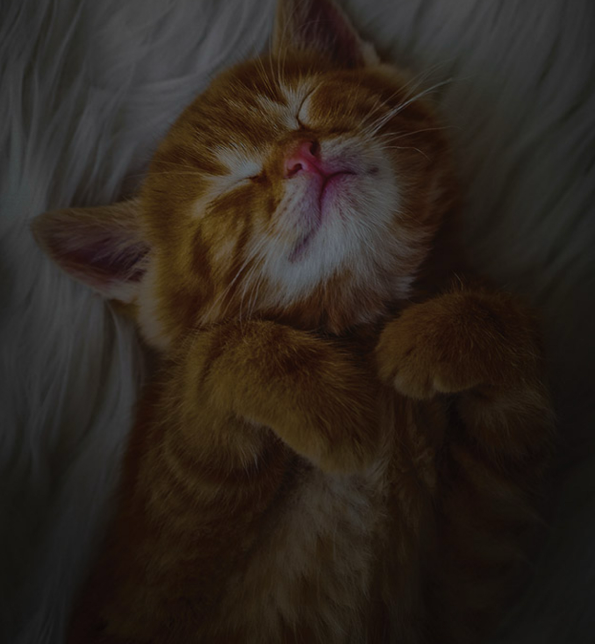Ночные котики | Сетка — социальная сеть от hh.ru
