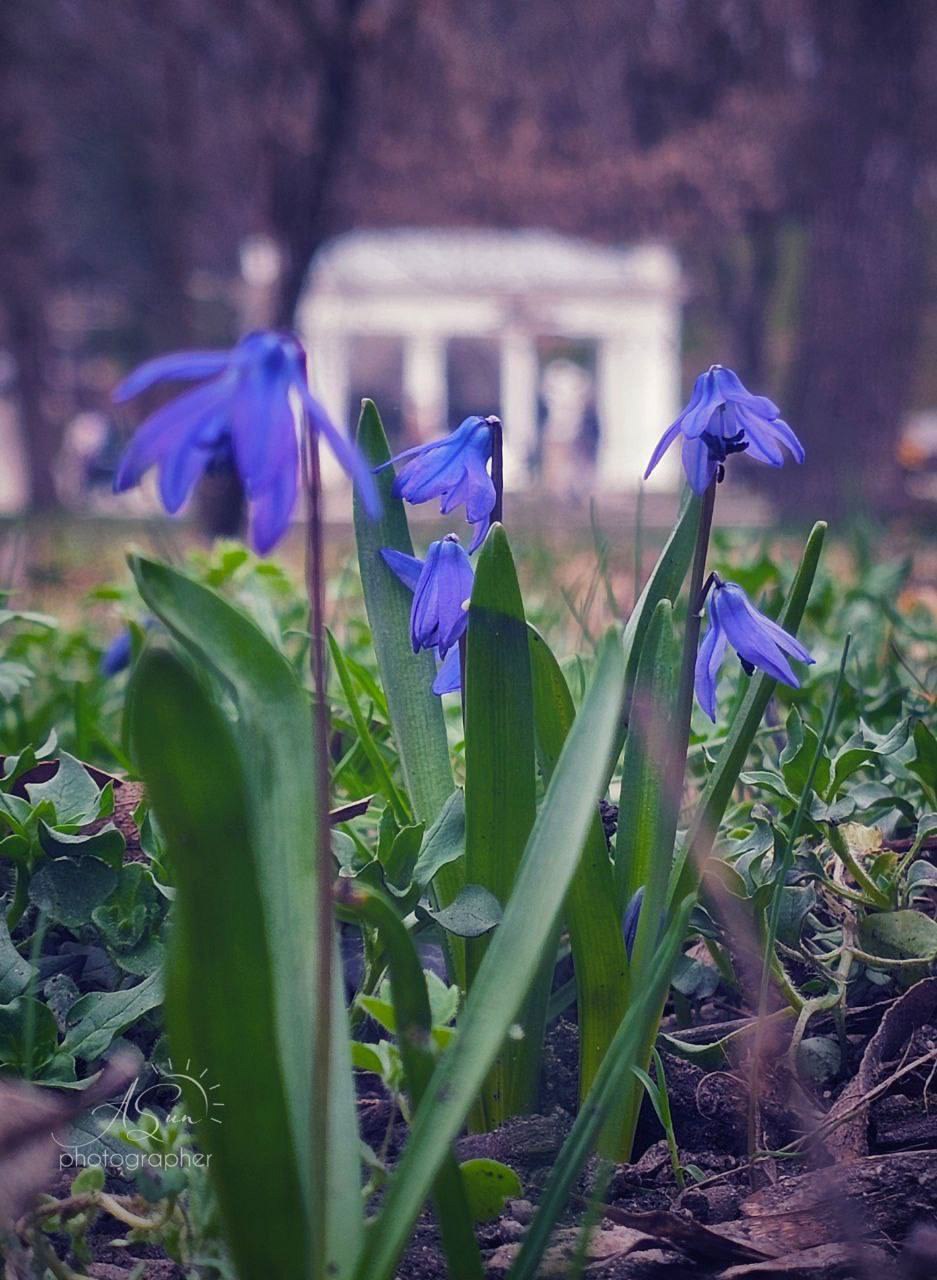 Маленькая весна в Курортном парке Ессентуков
📷 lifesunlife | Сетка — социальная сеть от hh.ru