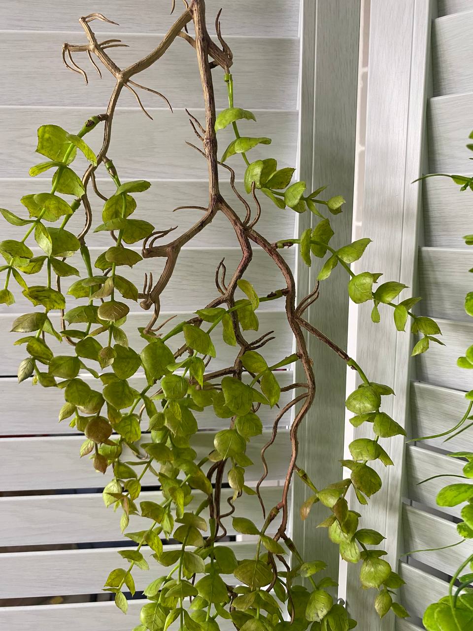 ✨ Искусственная портулакария✨
🌿 Портулакария - искусственная портулакария выглядит как живая, но остается безупречной в любых условиях!
💚 Почему стоит выбрать искусственную портулакарию?
✔️ Максимальн... | Сетка — социальная сеть от hh.ru