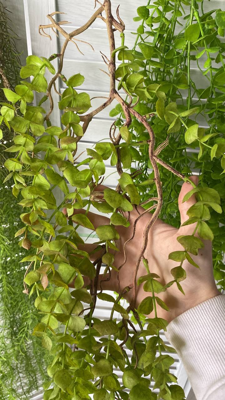 ✨ Искусственная портулакария✨
🌿 Портулакария - искусственная портулакария выглядит как живая, но остается безупречной в любых условиях!
💚 Почему стоит выбрать искусственную портулакарию?
✔️ Максимальн... | Сетка — социальная сеть от hh.ru