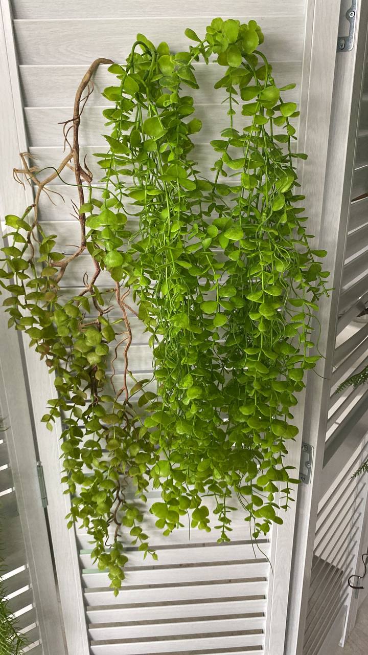 ✨ Искусственная портулакария✨
🌿 Портулакария - искусственная портулакария выглядит как живая, но остается безупречной в любых условиях!
💚 Почему стоит выбрать искусственную портулакарию?
✔️ Максимальн... | Сетка — социальная сеть от hh.ru