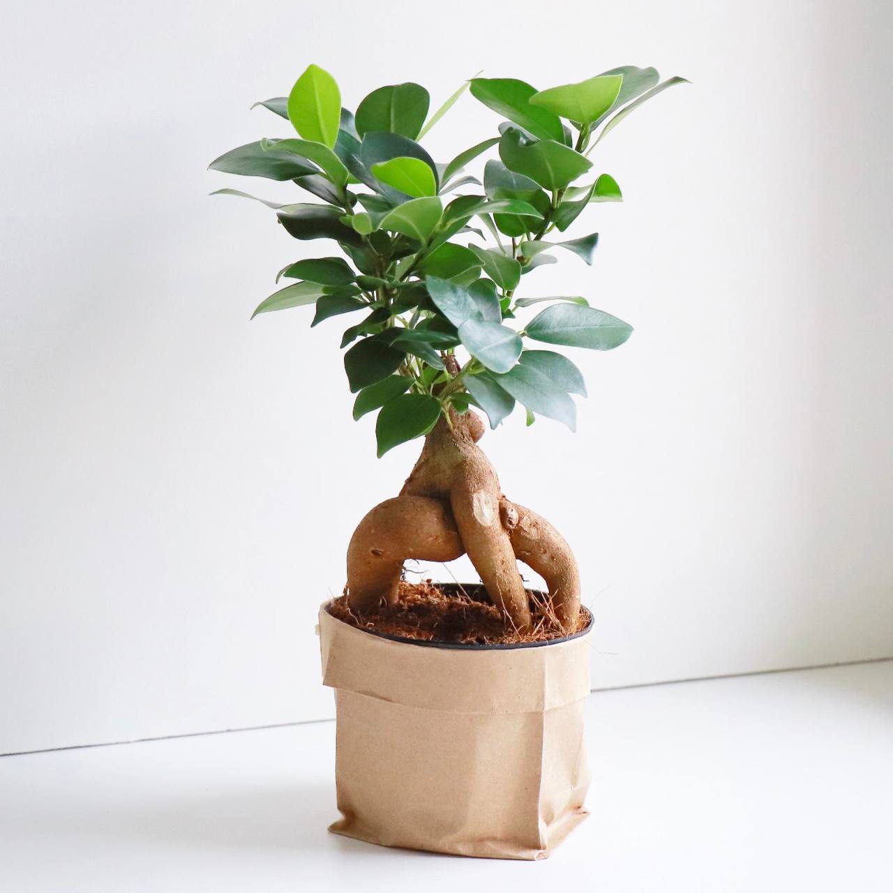 🌿 Фикус – одно из самых популярных комнатных деревьев, которое идеально дополняет интерьер, очищает воздух и привносит в пространство природную гармонию | Сетка — социальная сеть от hh.ru