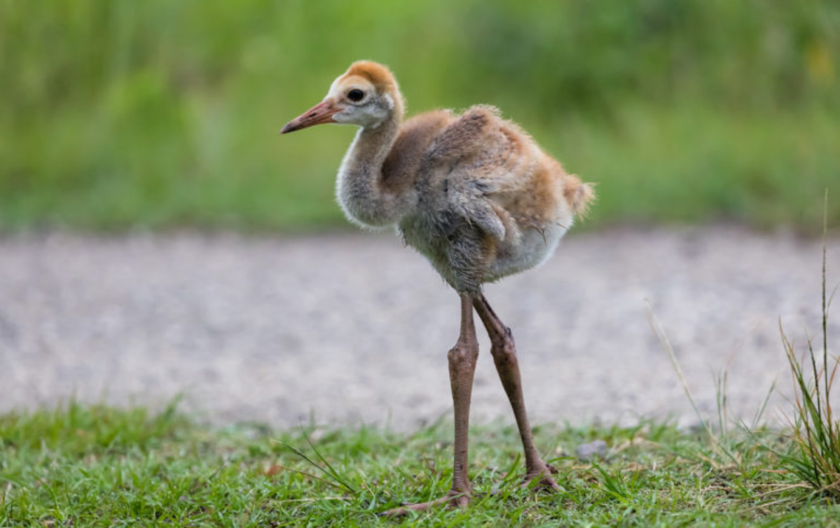 Высокочувствительные и громкие | Сетка — социальная сеть от hh.ru