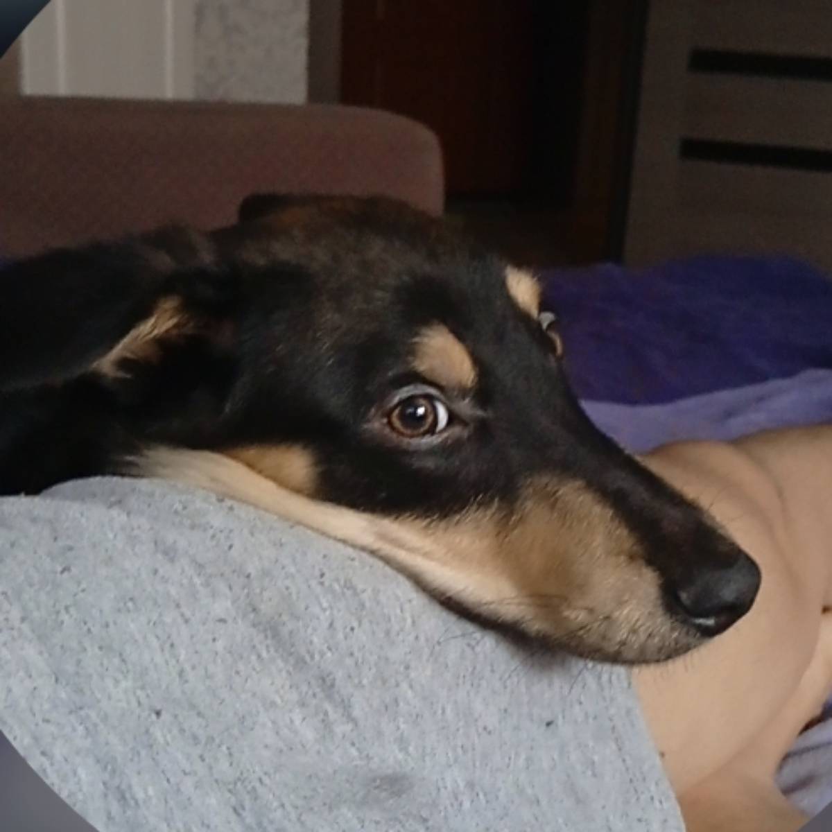 Роман Фалафели | Сетка — социальная сеть от hh.ru