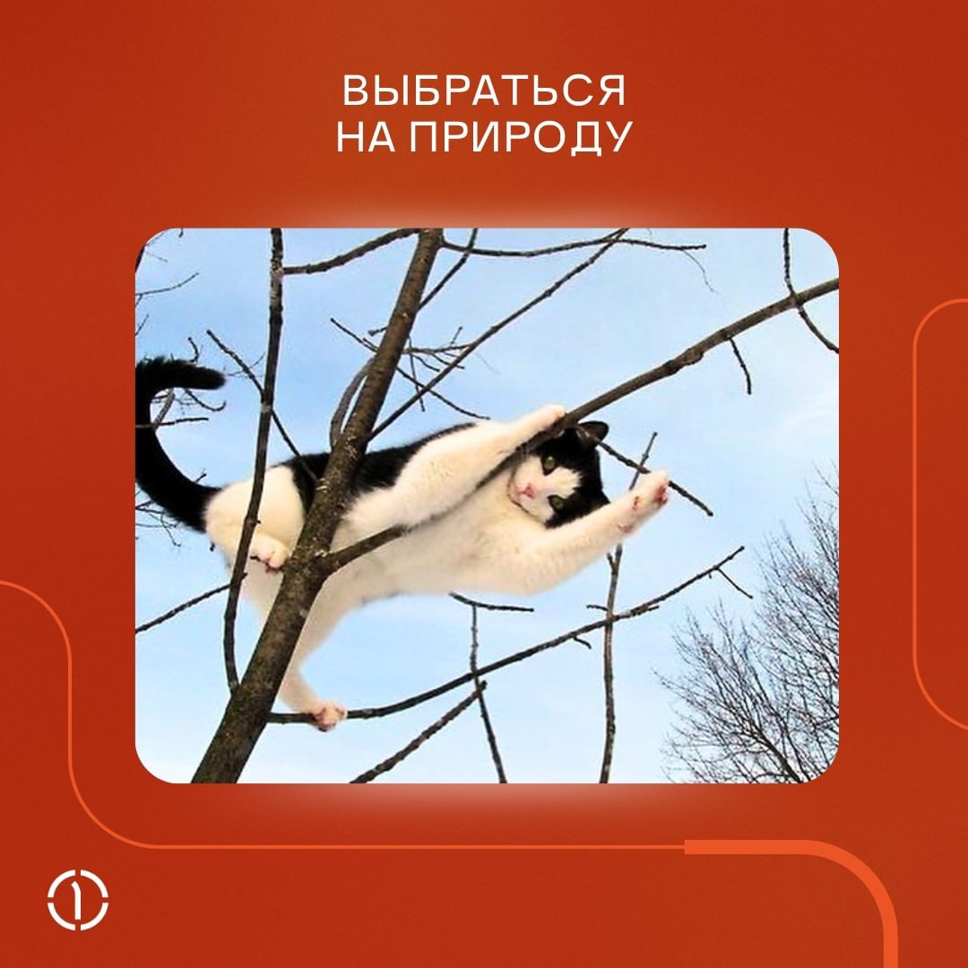 А ничо, что уже пятница, и пора откладывать рабочие дела в сторону?
Если вы ещё не придумали, чем заняться в выходные, прислушайтесь к котикам, они-то точно КМС по отдыху | Сетка — социальная сеть от hh.ru