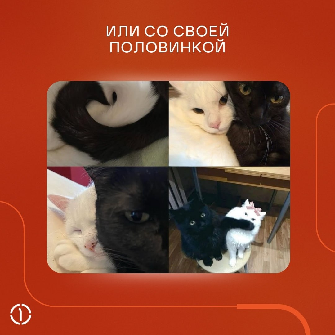А ничо, что уже пятница, и пора откладывать рабочие дела в сторону?
Если вы ещё не придумали, чем заняться в выходные, прислушайтесь к котикам, они-то точно КМС по отдыху | Сетка — социальная сеть от hh.ru