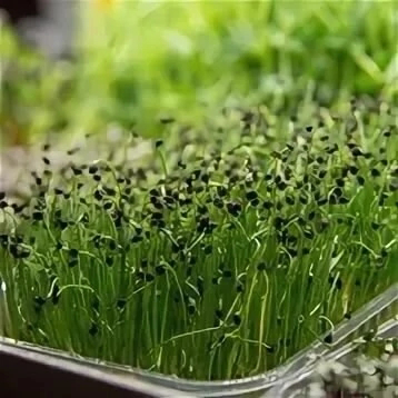 Микрозелень лука-порей | Сетка — социальная сеть от hh.ru