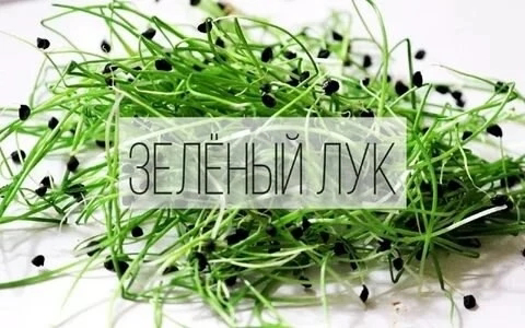 Микрозелень лука-порей | Сетка — социальная сеть от hh.ru