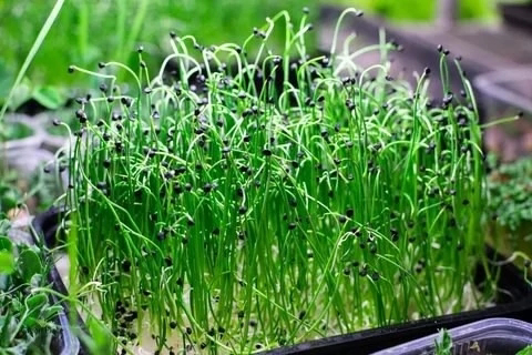 Микрозелень лука-порей | Сетка — социальная сеть от hh.ru