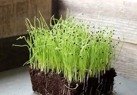 Микрозелень лука-порей | Сетка — социальная сеть от hh.ru