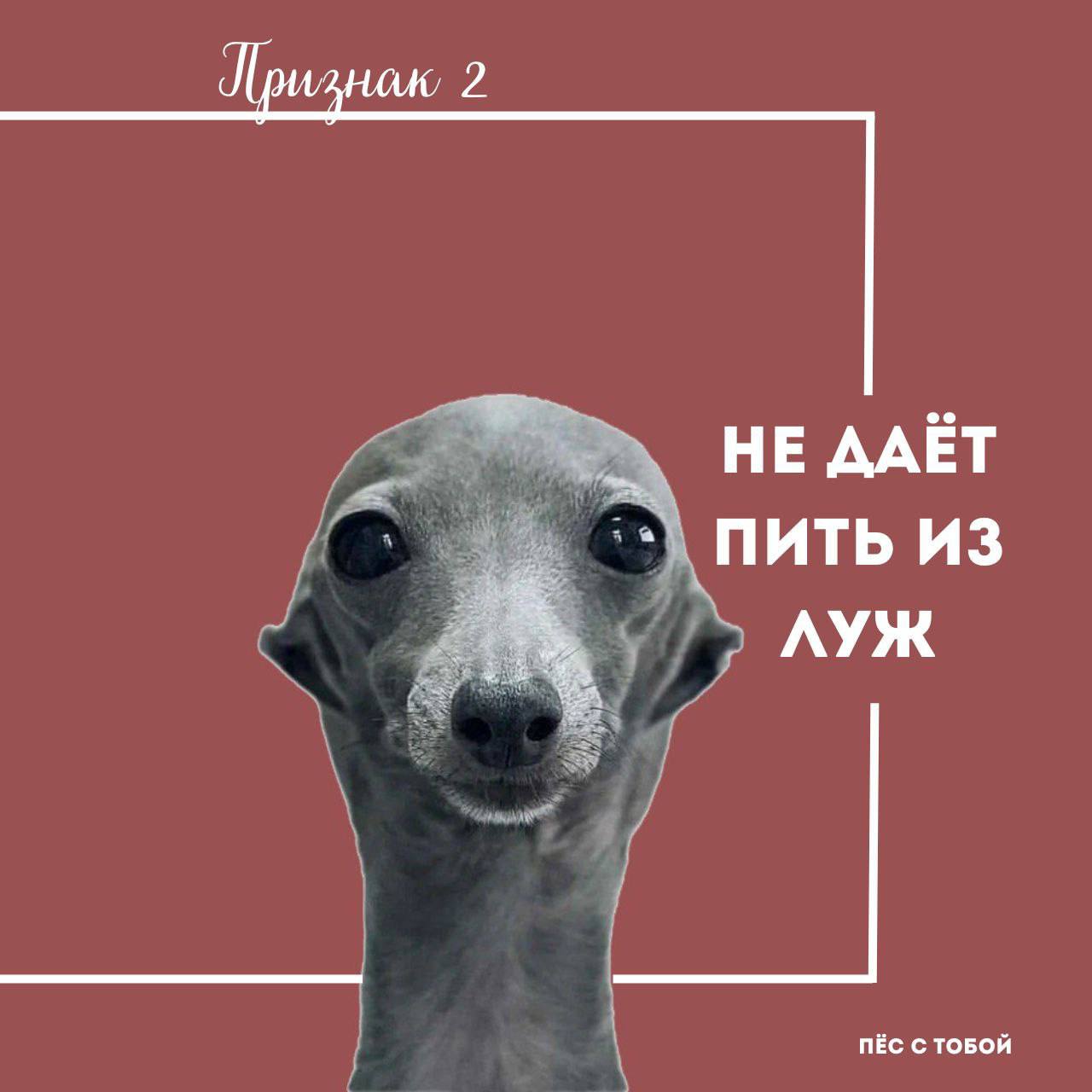 5 признаков арбу🍉зивного хозяина:
✅ Чек-лист 🍿🙀
Ставь 💯 если все пункты сошлись | Сетка — социальная сеть от hh.ru