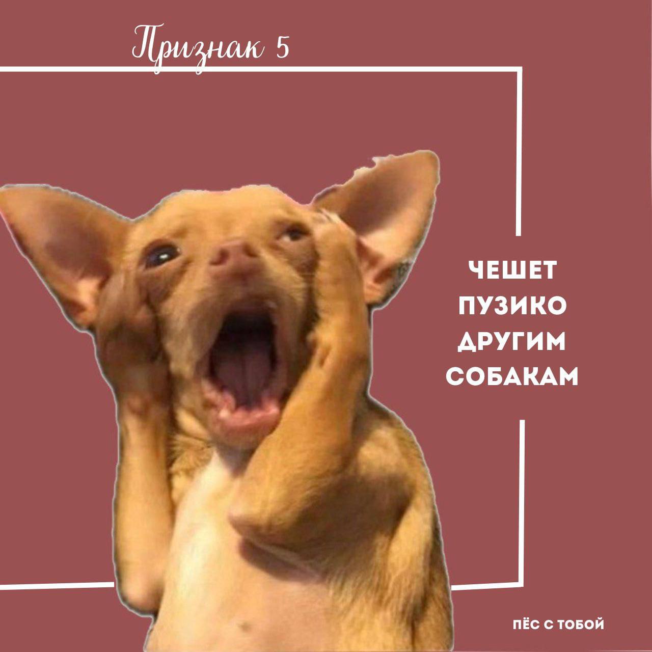 5 признаков арбу🍉зивного хозяина:
✅ Чек-лист 🍿🙀
Ставь 💯 если все пункты сошлись | Сетка — социальная сеть от hh.ru