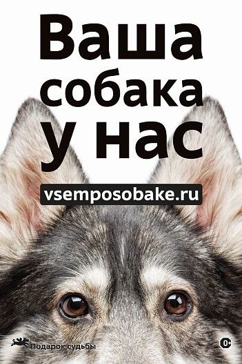 🐶23 марта отмечается мимишный праздник - Всемирный день щенков. Главная цель этого дня – поощрить людей брать из приютов или подбирать на улице щенков.
Делюсь с вами необычной рекламой на эту тему | Сетка — социальная сеть от hh.ru