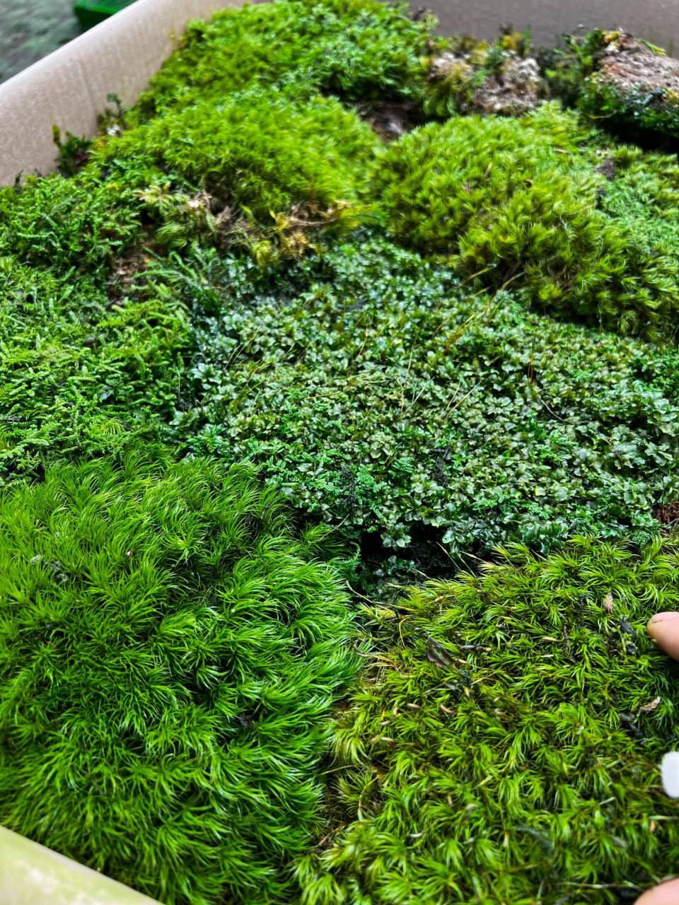 🌿 Виды стабилизированного мха | Сетка — социальная сеть от hh.ru
