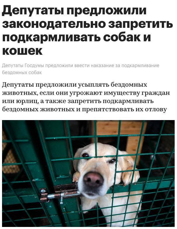 Россиянам запретят подкармливать бездомных животных — поправки внесли и одобрили в Госдуме | Сетка — социальная сеть от hh.ru