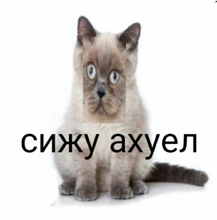 Рубрика «веселые и смешные» | Сетка — социальная сеть от hh.ru