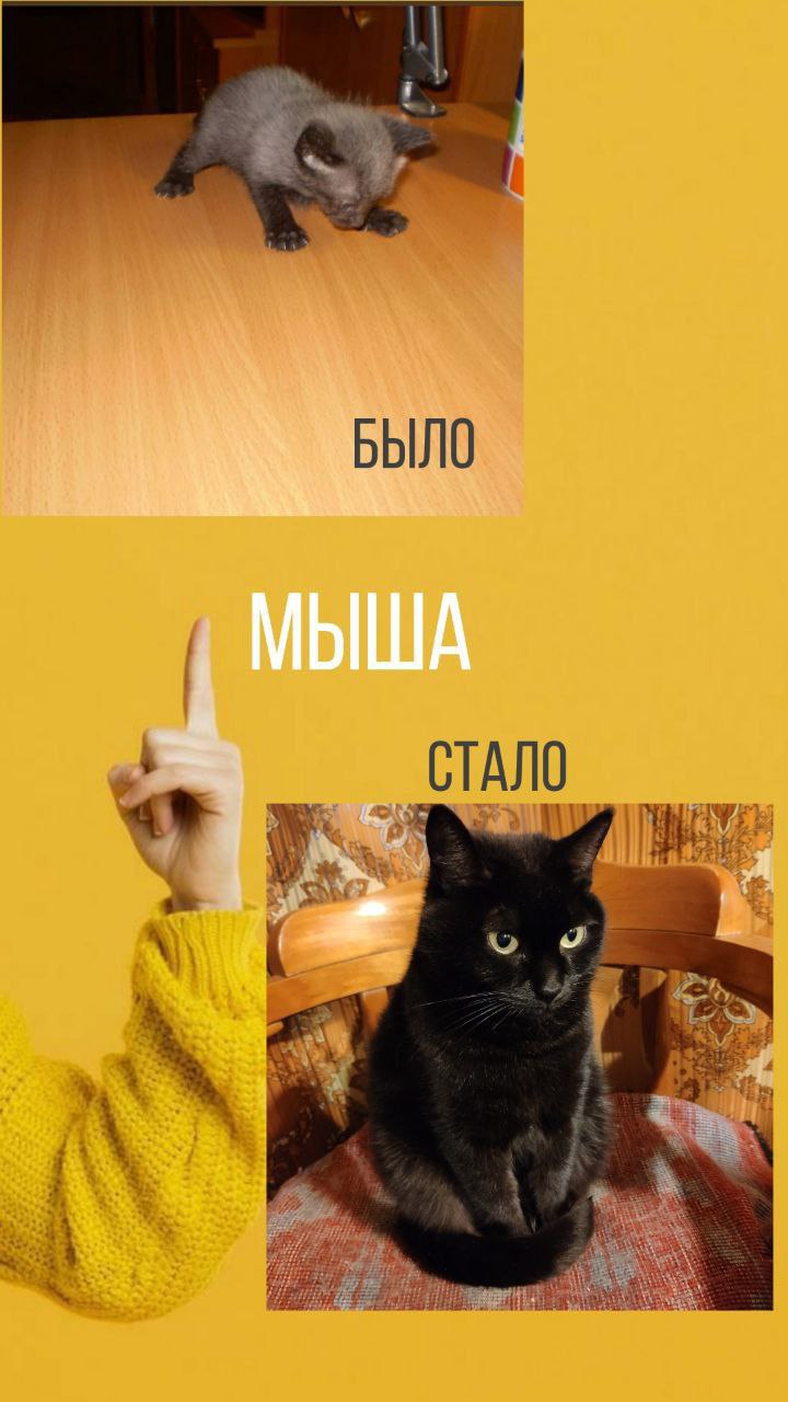 📌 Сегодня рассказала в Тенчате о новой социальной сети ... для наших питомцев | Сетка — социальная сеть от hh.ru