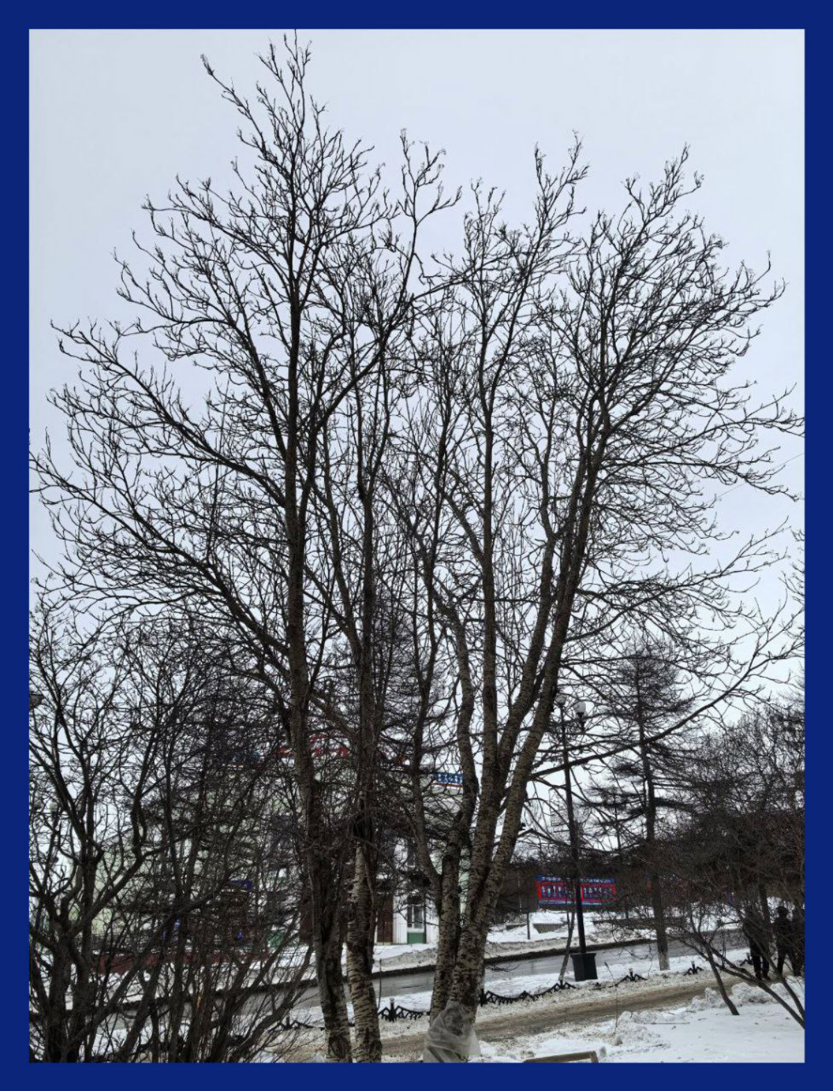 Принятие деревьев / The acceptance of the trees | Сетка — социальная сеть от hh.ru