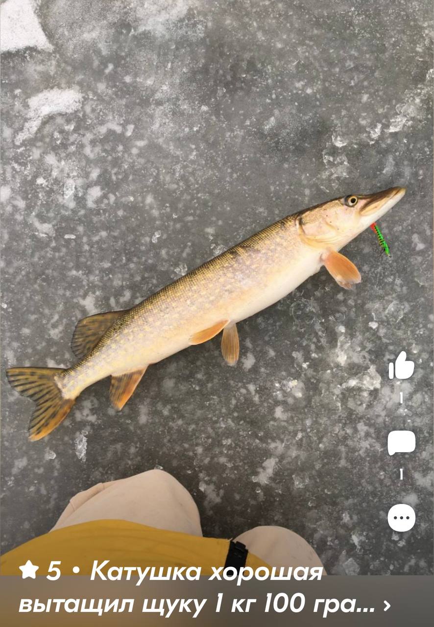 🐟 Почему эту рыбу боятся даже крупные судаки?Щуку называют «речным волком» | Сетка — социальная сеть от hh.ru