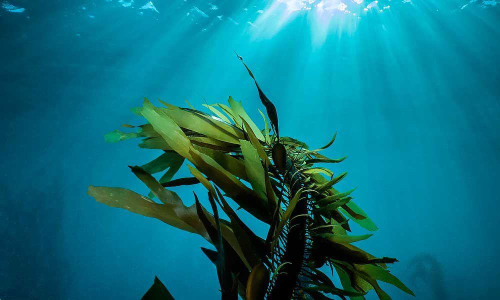 ПРЕЛИМИНАРИНГ 👻 Что-то ругательное?! 🌿🤕 | Сетка — социальная сеть от hh.ru