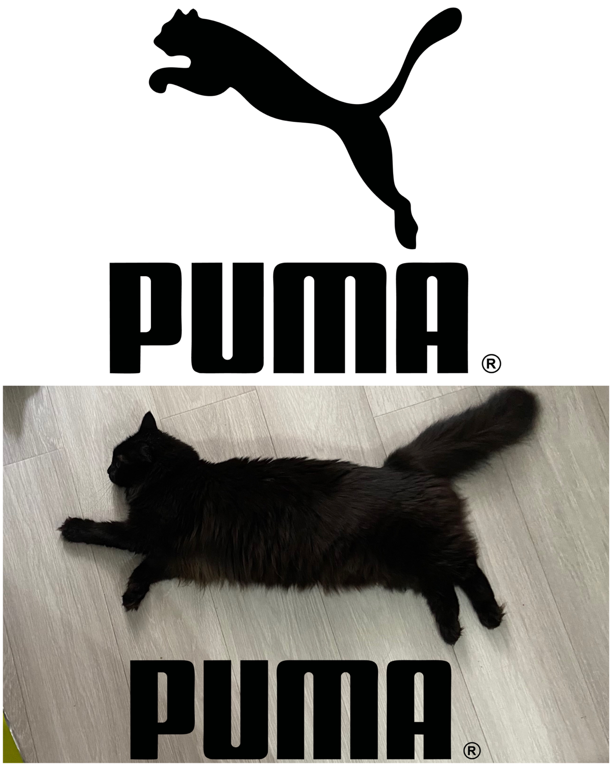 Провел ребрендинг для PUMA 🔥 | Сетка — социальная сеть от hh.ru