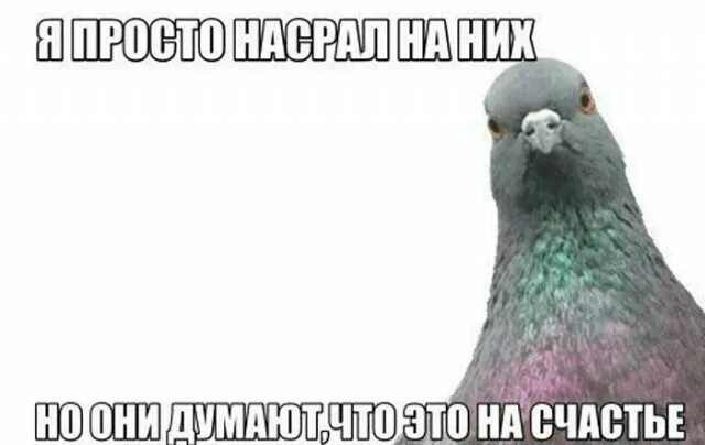 Когда на тебя срет голубь, это хорошо или плохо? | Сетка — социальная сеть от hh.ru