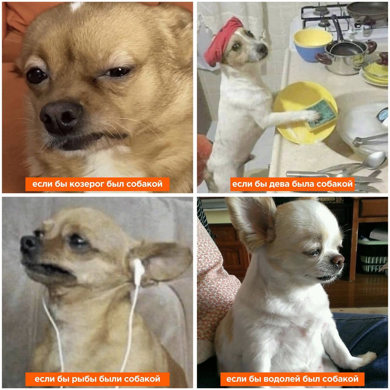 Угар, популярный зоомагазин Petshop сделал астрологическую подборку «Какой ты песель по знаку зодиака». Ищите себя | Сетка — социальная сеть от hh.ru