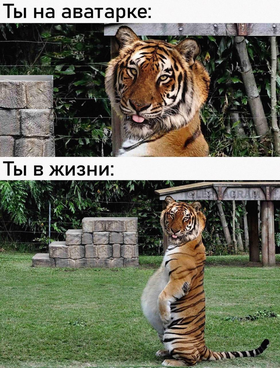 Конечно, серьёзность — штука важная. Особенно когда ты CEO, фаундер, операционщик, продакт, менеджер, бухгалтер, HR и уборщик в одном лице | Сетка — социальная сеть от hh.ru